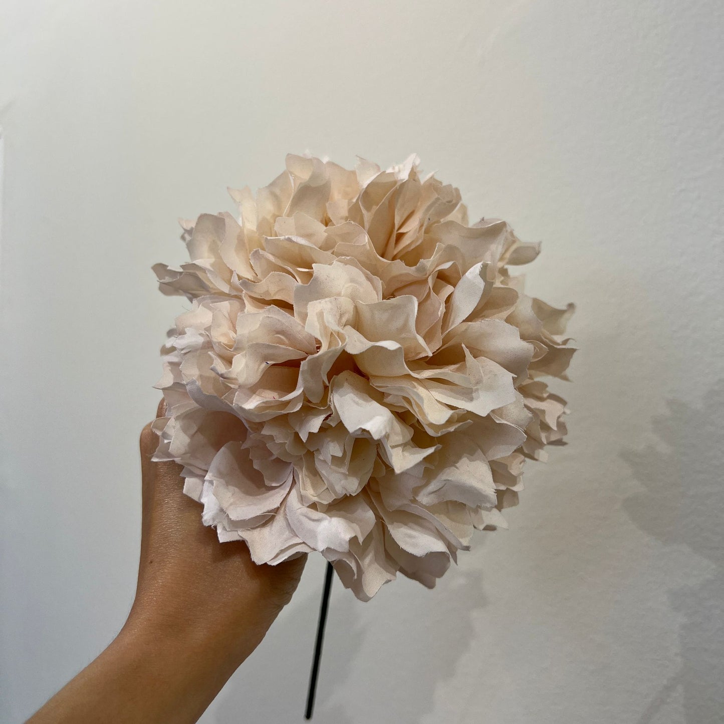 Dalia marfil