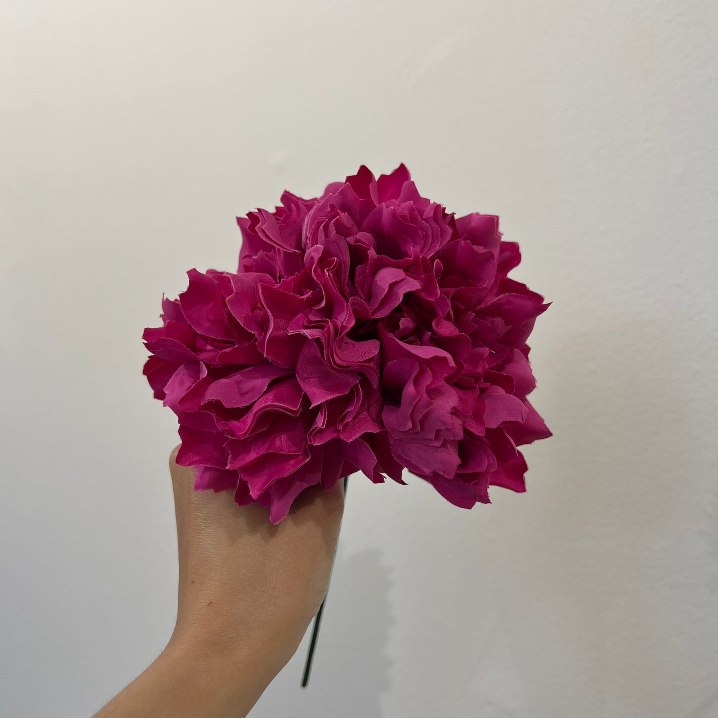 Dalia fucsia