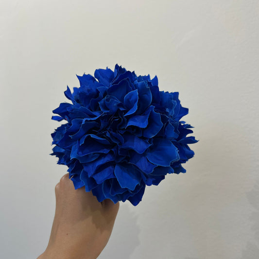 Dalia azul oscuro