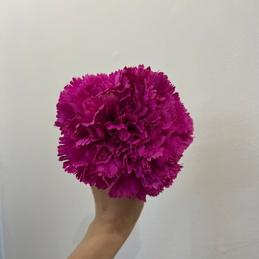 Clavel fucsia