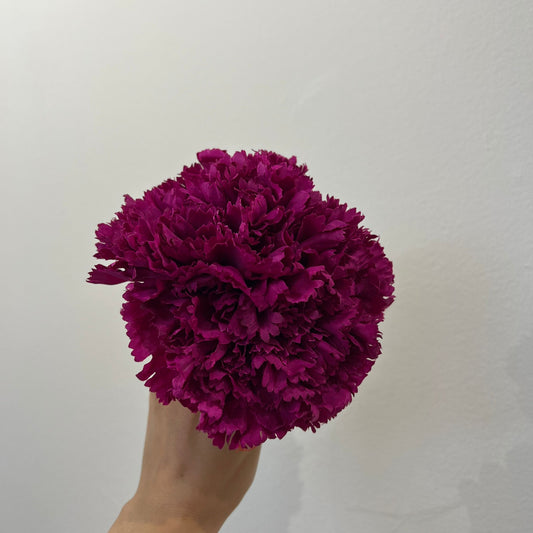 Clavel buganvilla