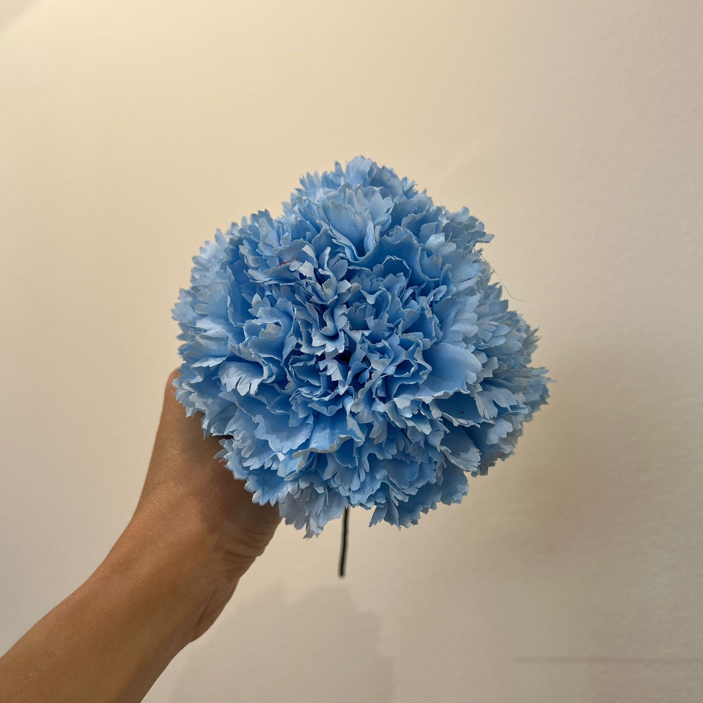 Clavel celeste